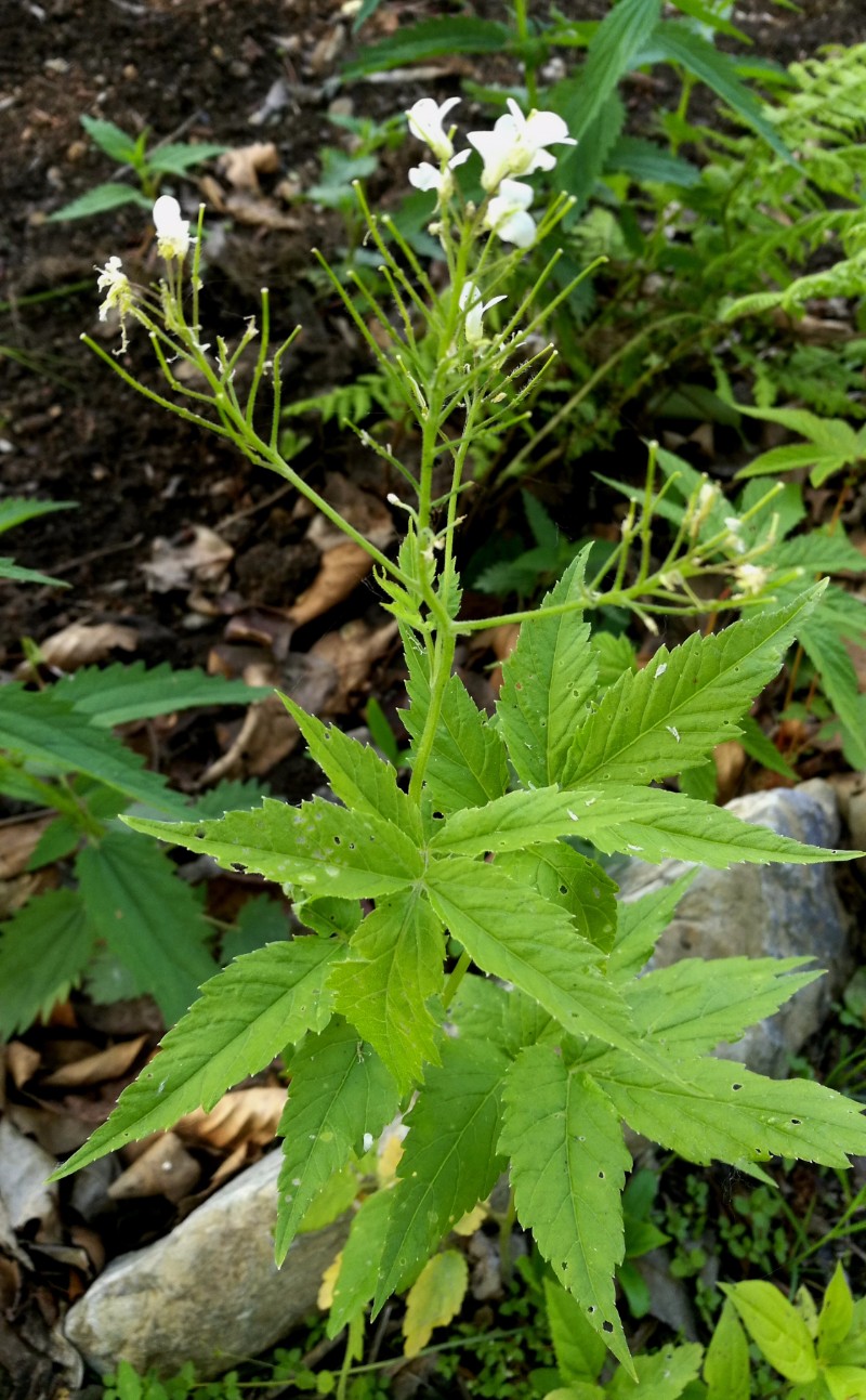 日月峡中草药007白花碎米荠