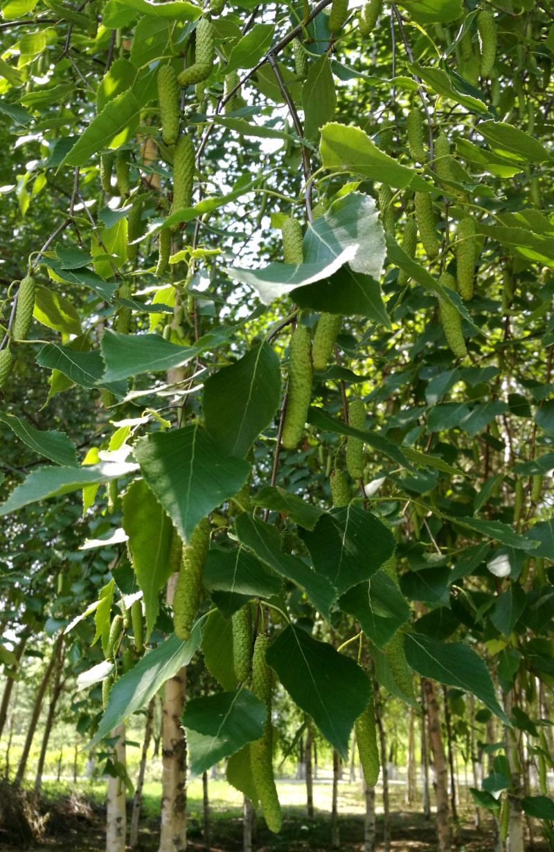 日月峡中草药(012)--白桦树果