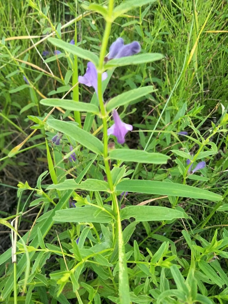 日月峡中草药(074-并头黄芩