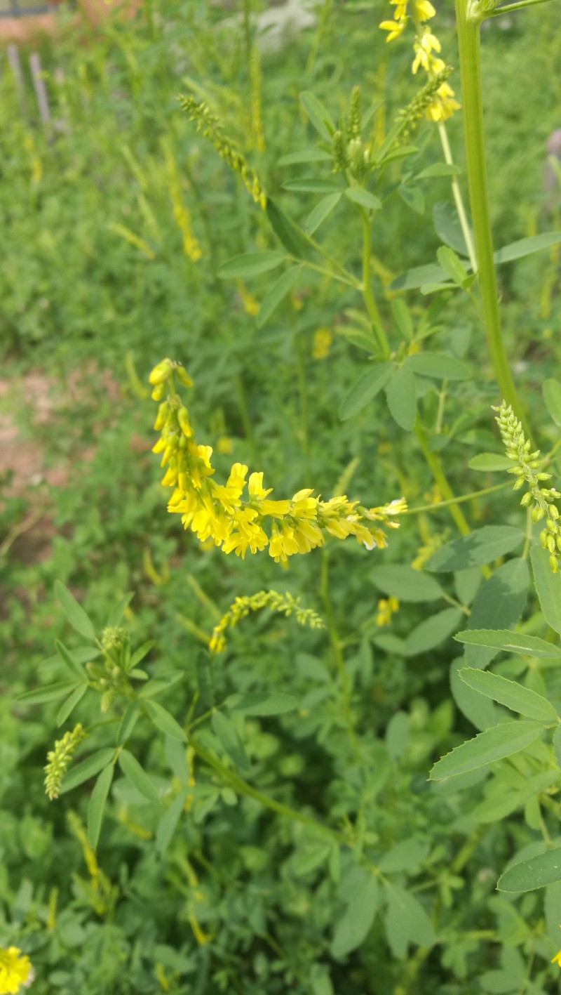 日月峡中草药091草木樨3