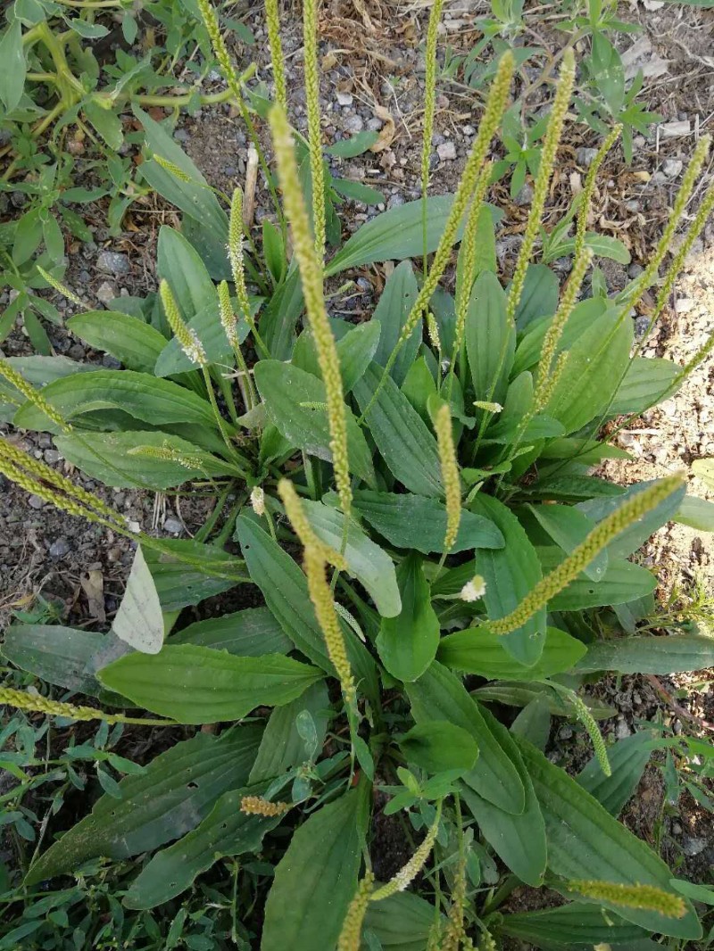 日月峡中草药(103)--车前子2