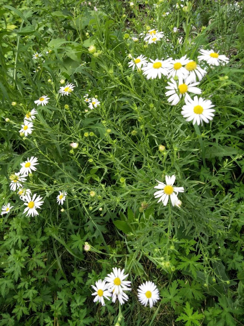 日月峡中草药(109)--山白菊4