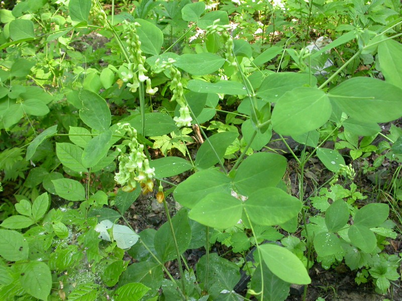 日月峡中草药163大山黧豆1