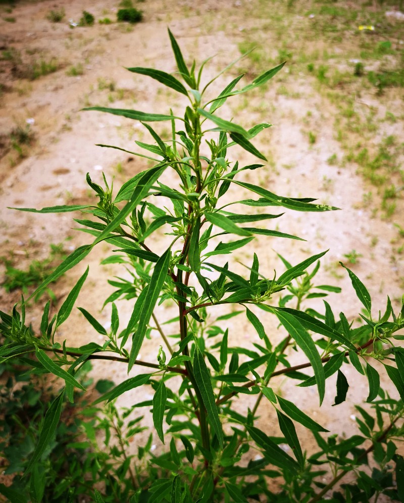 保护地植物数字标本 草本 > 正文   种名(中)*: 地肤子 学名(拉丁名)*