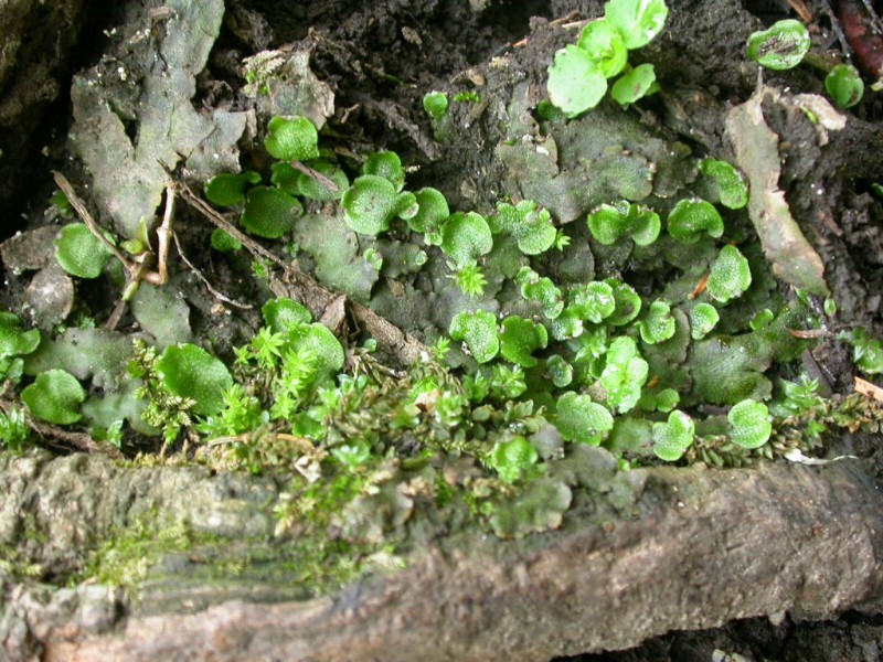 日月峡中草药(187-地钱1