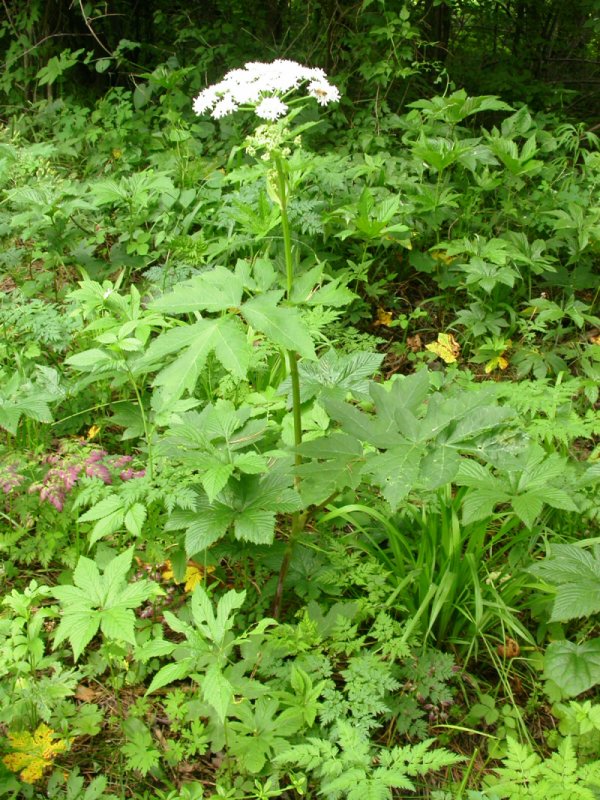 日月峡中草药200东北牛防风1老山芹