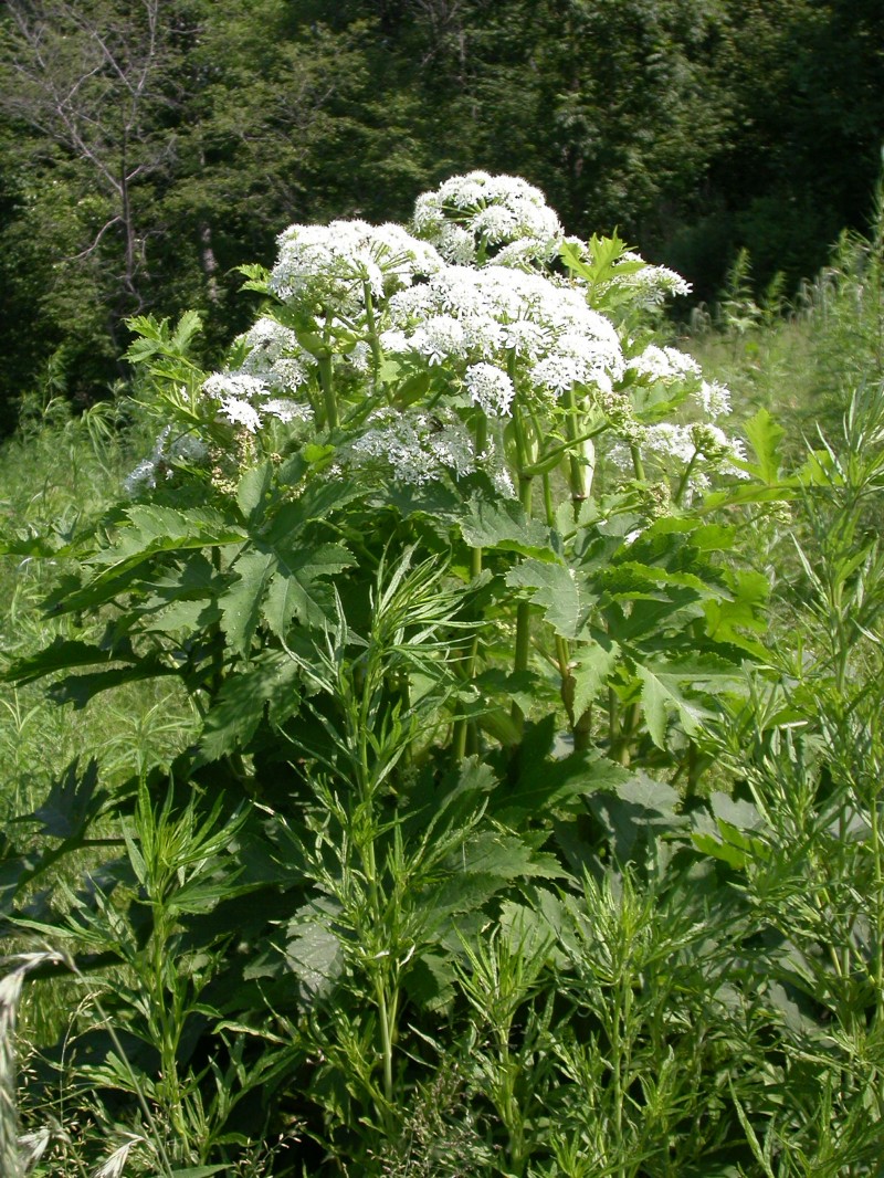 日月峡中草药200东北牛防风1老山芹