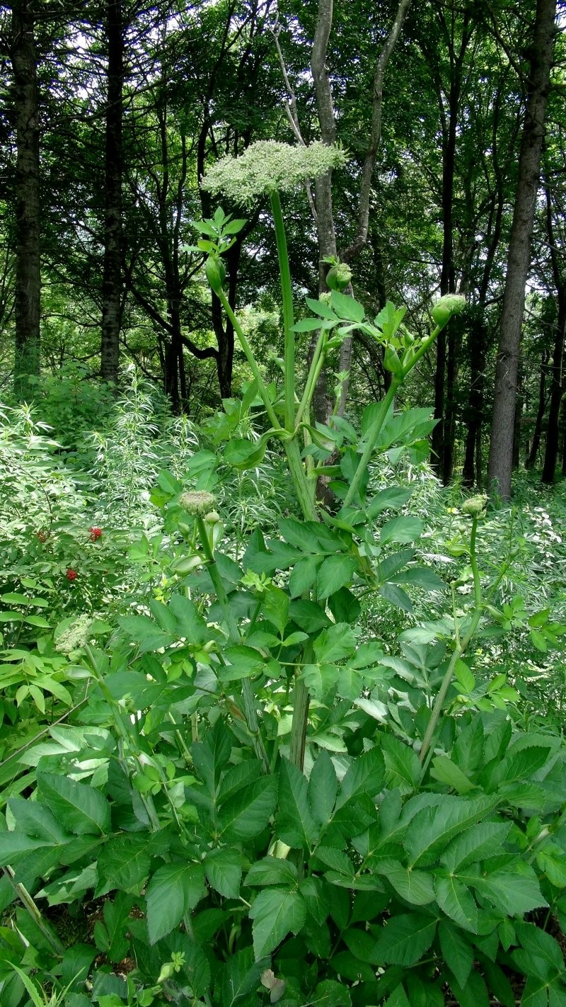 日月峡中草药(202)--东北牛防风3(老山芹)