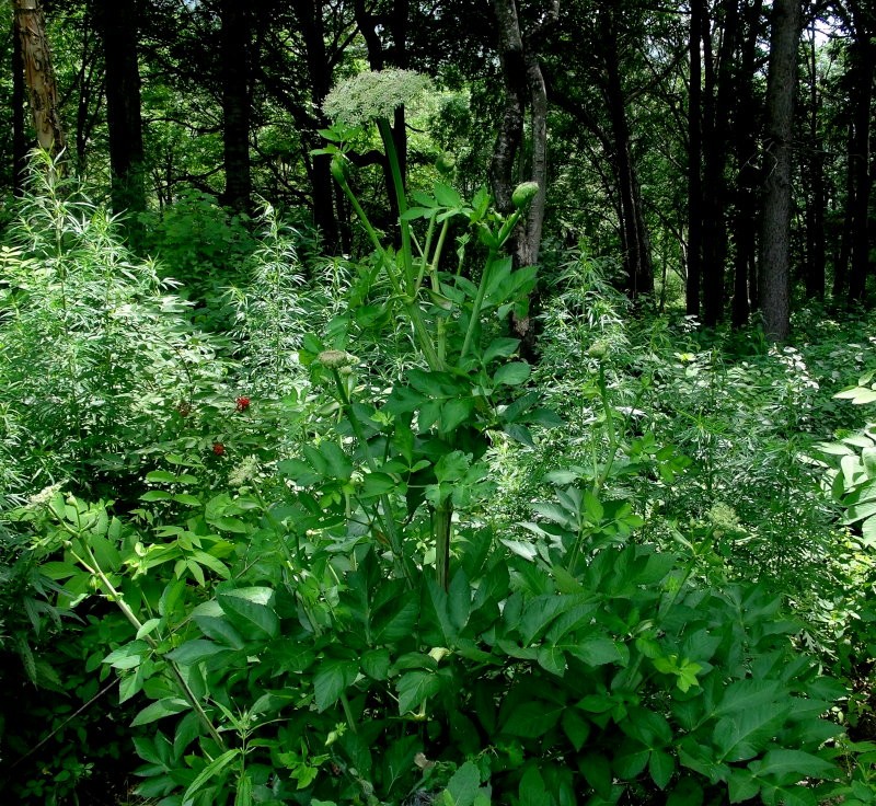 日月峡中草药(202)--东北牛防风3(老山芹)