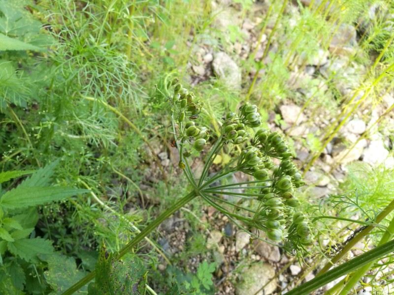 日月峡中草药(203)--东北牛防风4(老山芹)