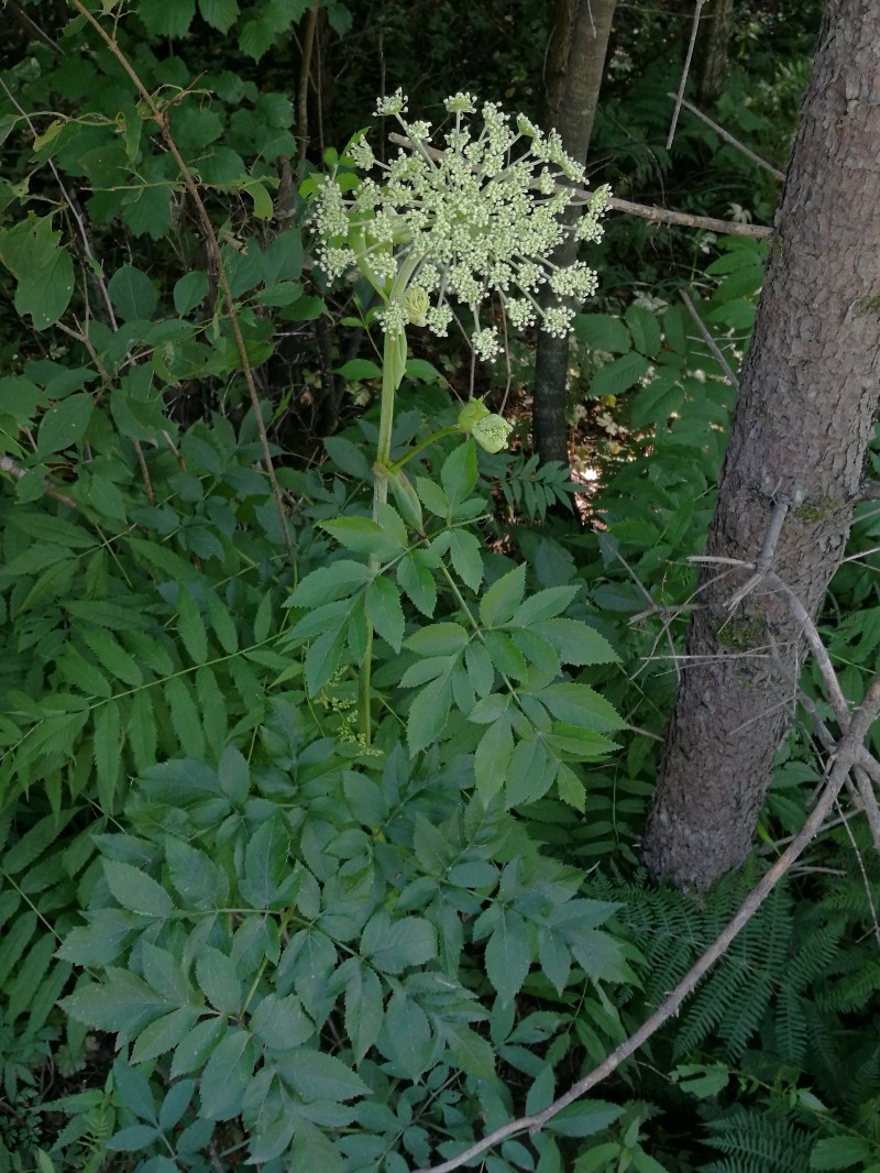 日月峡中草药(203)--东北牛防风4(老山芹)