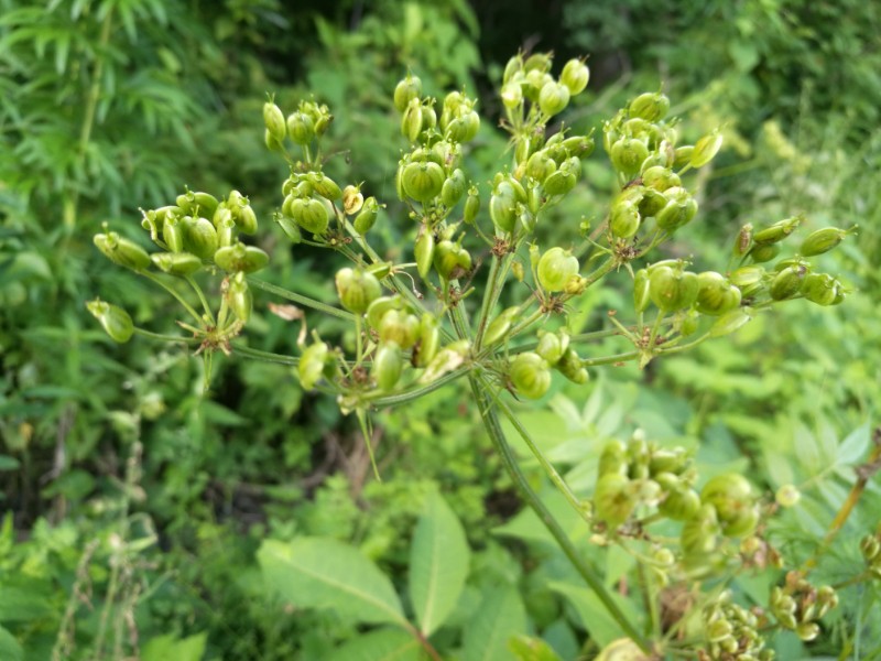 日月峡中草药(203)--东北牛防风4(老山芹)