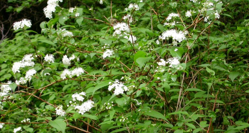 日月峡中草药205东北溲疏2山梅花