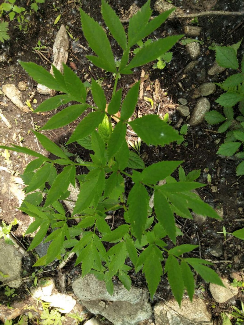 日月峡中草药(211)--东北羊角芹3