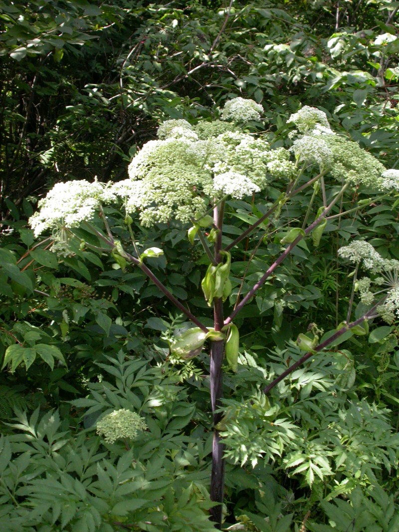 日月峡中草药226独活2白芷