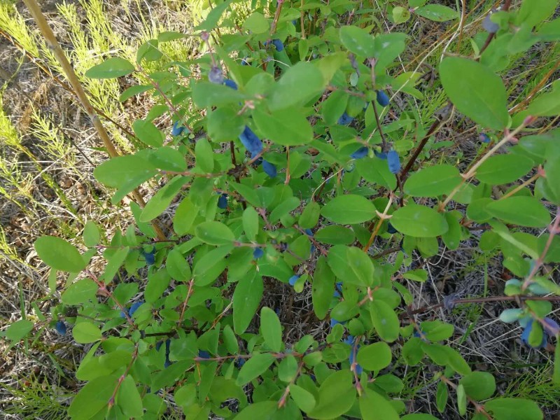 日月峡中草药(235-笃斯越桔4