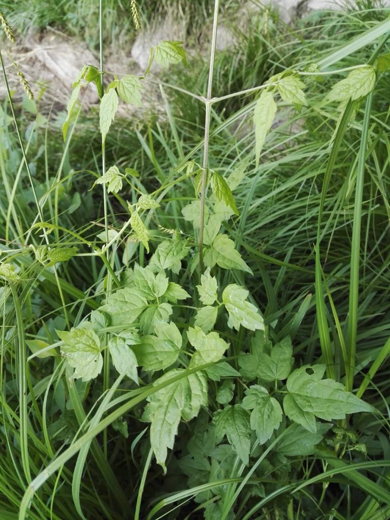 种名(中)*: 短尾铁线莲 学名(拉丁名)*: clematis brevicaudata 保护