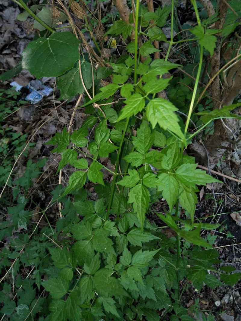 日月峡中草药(238)--短尾铁线莲3