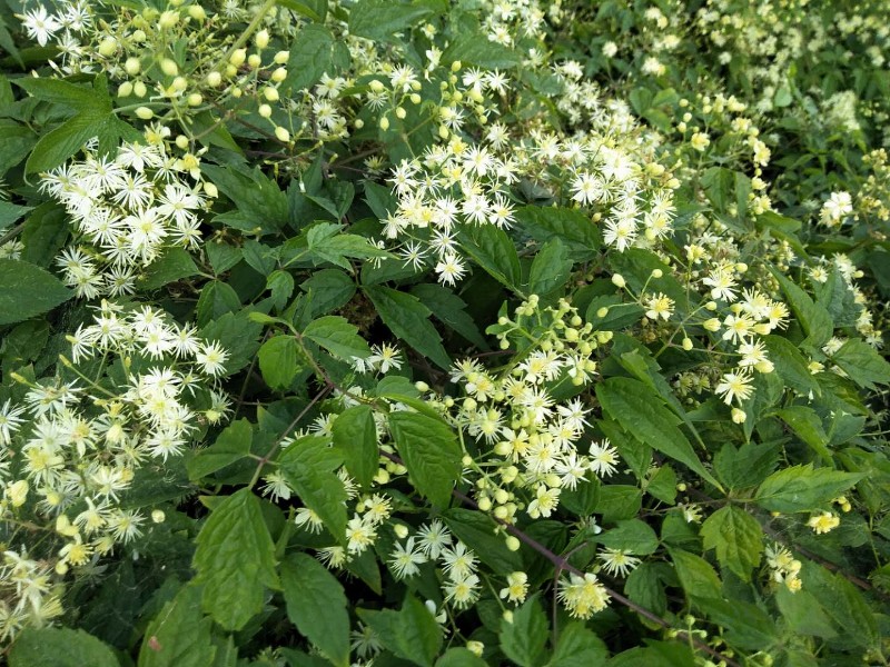 日月峡中草药(239)--短尾铁线莲4