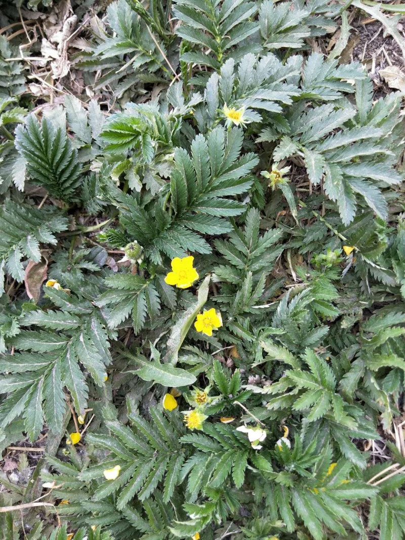 日月峡中草药(253)--鹅绒委陵菜3