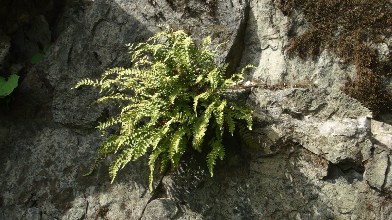 日月峡中草药254耳羽岩蕨1