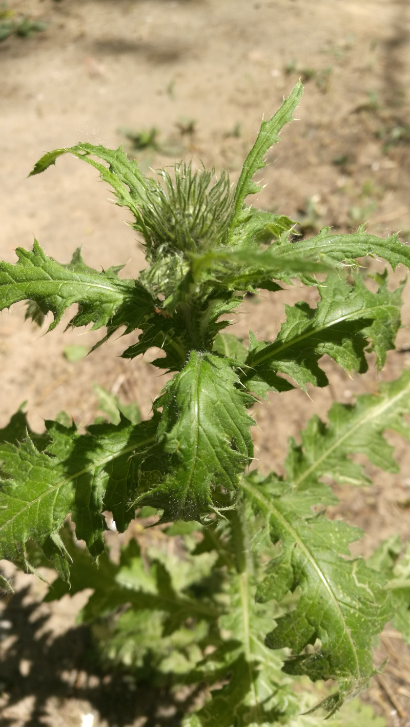 日月峡中草药268飞廉3老牛锉