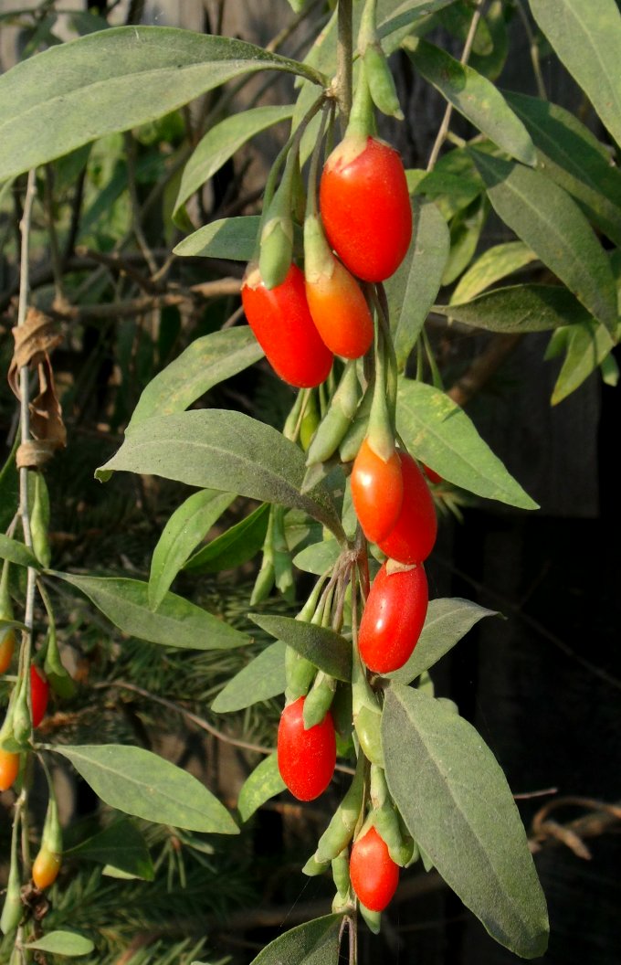 日月峡中草药304枸杞1