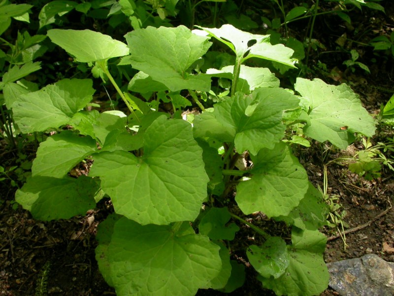 保护地植物数字标本 草本 字号: 大 评论 推荐  种名(中)*: 和尚菜 学