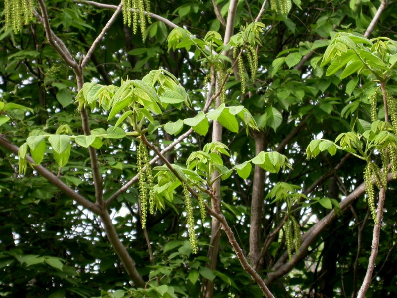 日月峡中草药348核桃楸1