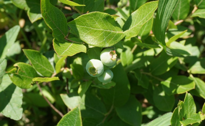 日月峡中草药353黑豆果1黑茶藨子