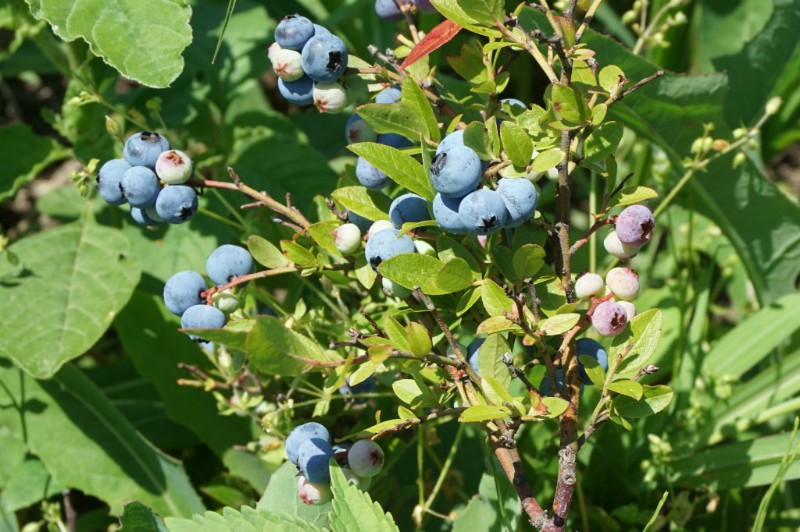 日月峡中草药353黑豆果1黑茶藨子