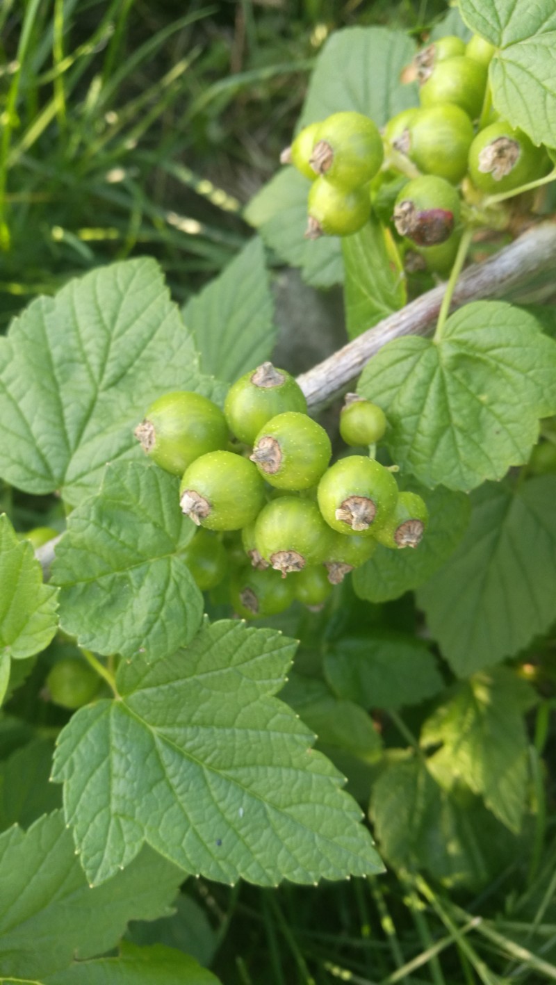 日月峡中草药355黑豆果3黑茶藨子