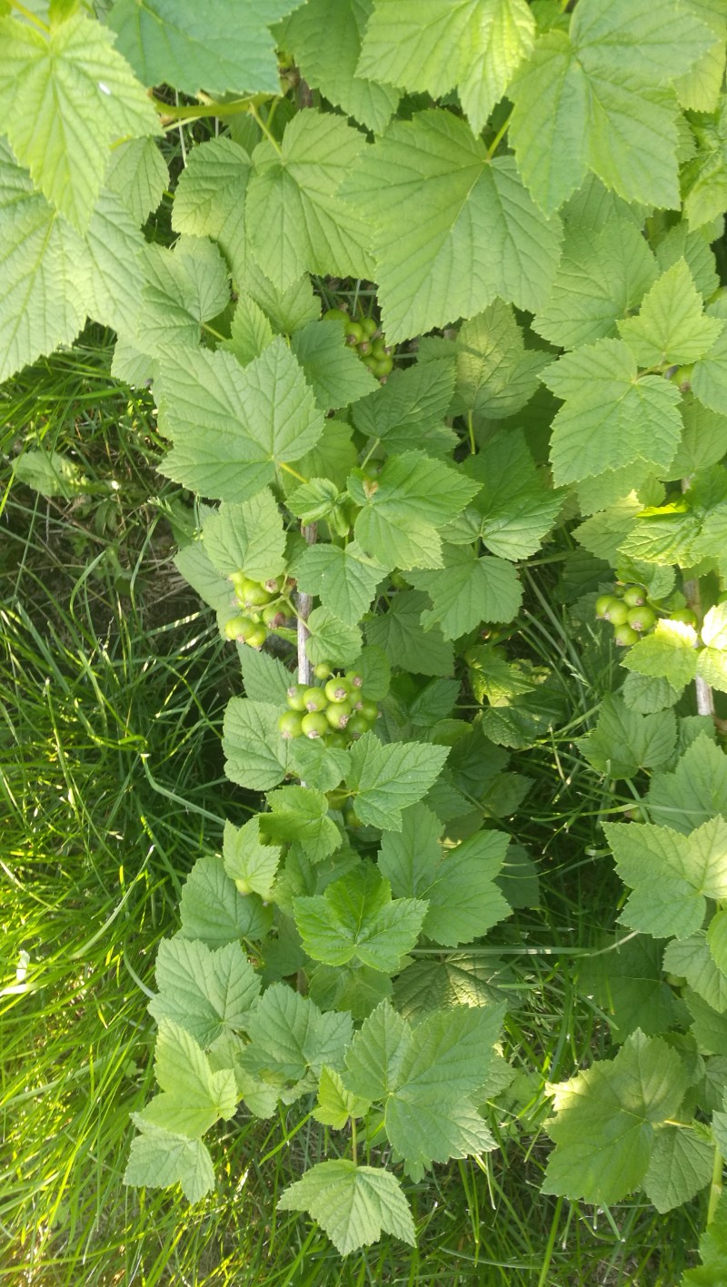 日月峡中草药355黑豆果3黑茶藨子