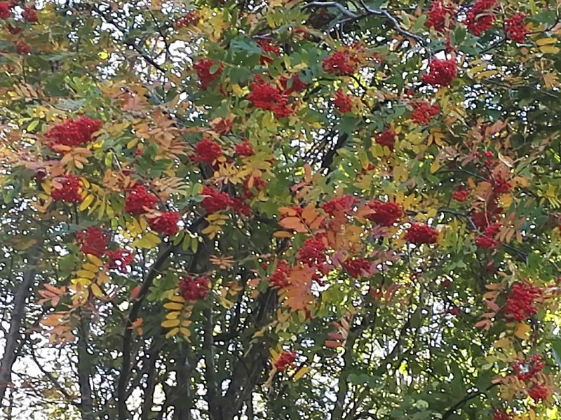 日月峡中草药(405)--花楸5