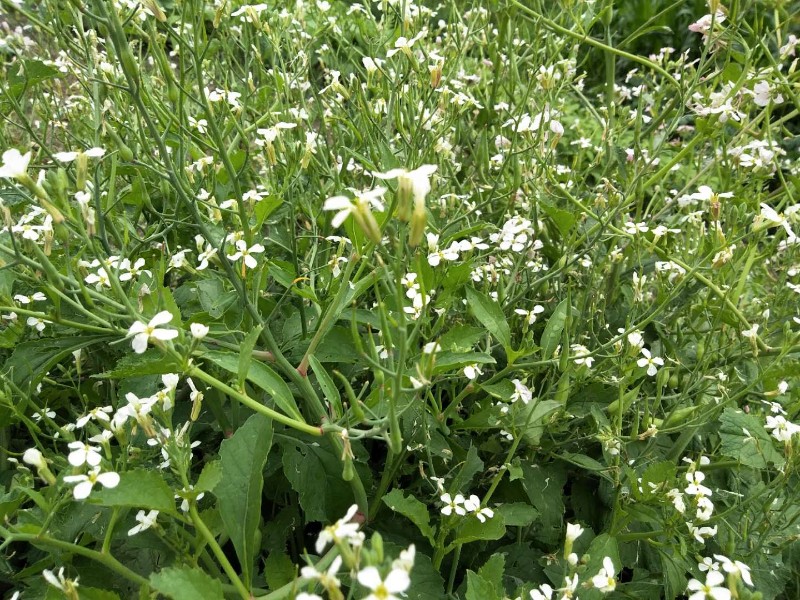 日月峡中草药(616)--莱菔子