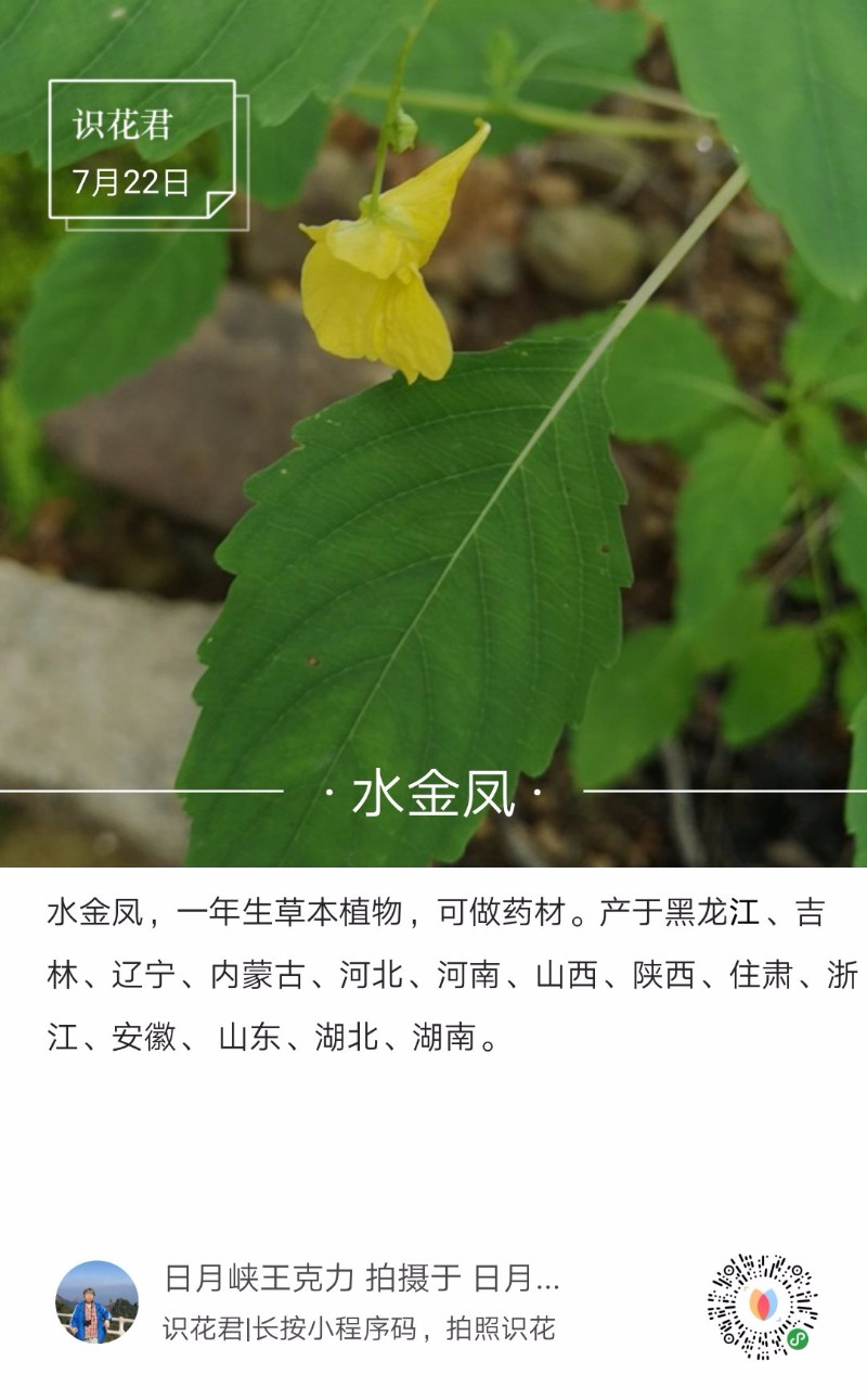 植物物种卡 草本 字号 大 评论 推荐 种名(中 水金凤 学名