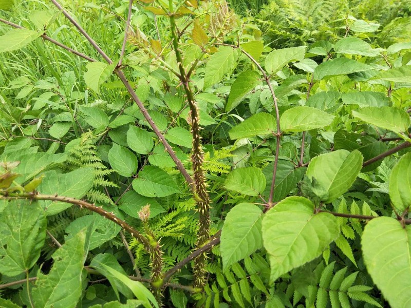 日月峡中草药(666)--辽东楤木2