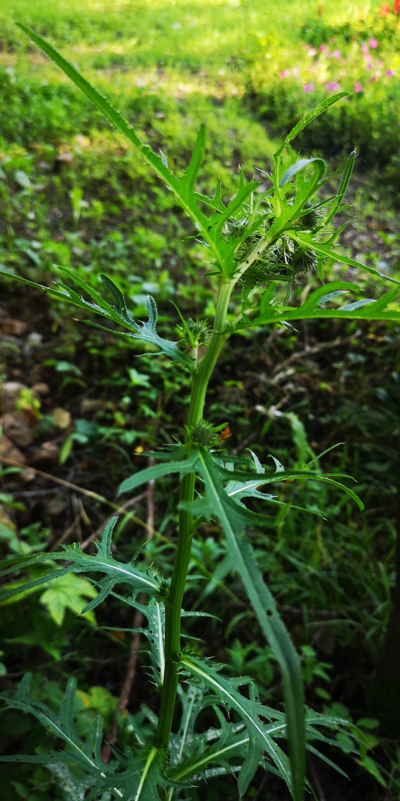 日月峡中草药673烟管蓟2