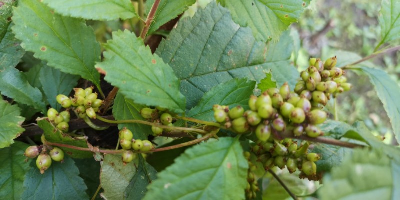 首页 植物物种卡 藤本 > 正文    种名(中): 菟丝子 学名(拉丁)