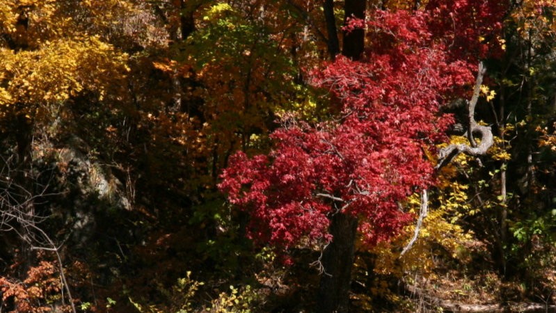 日月峡色木槭4