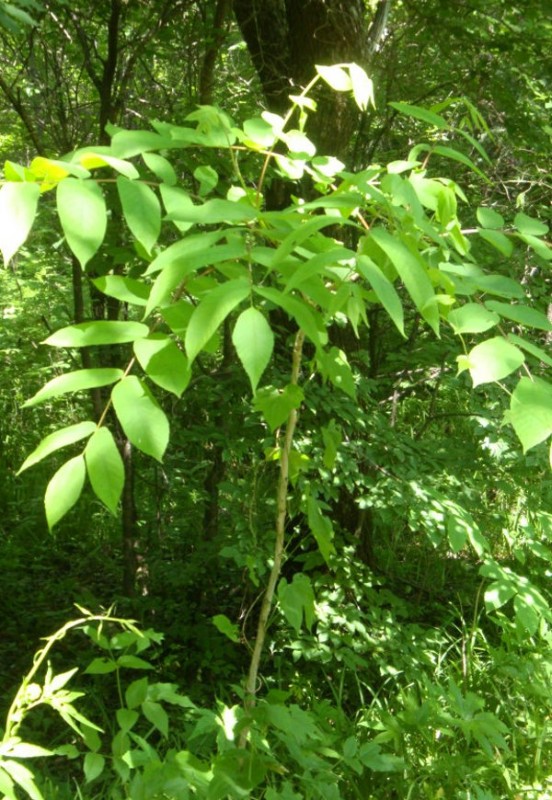 日月峡中草药(1088)--山核桃5