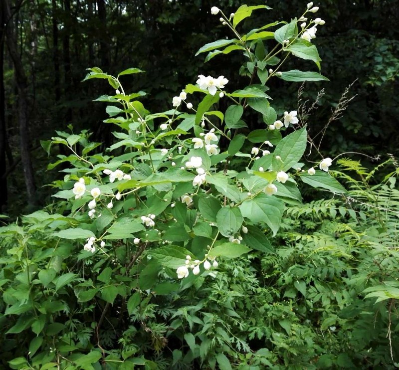 日月峡中草药(1100)--山梅花4