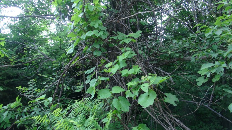 日月峡中草药1108山葡萄6