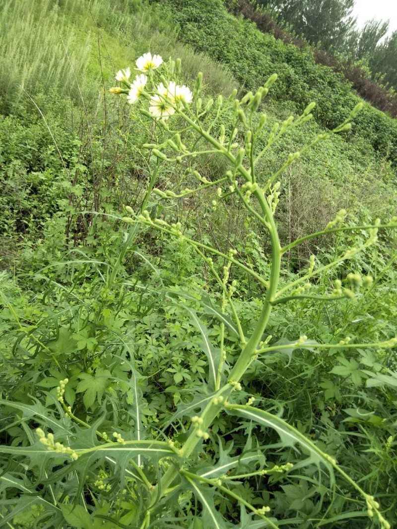 日月峡中草药(1122)--山莴苣6