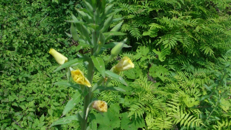 日月峡中草药(1141)--山芝麻1