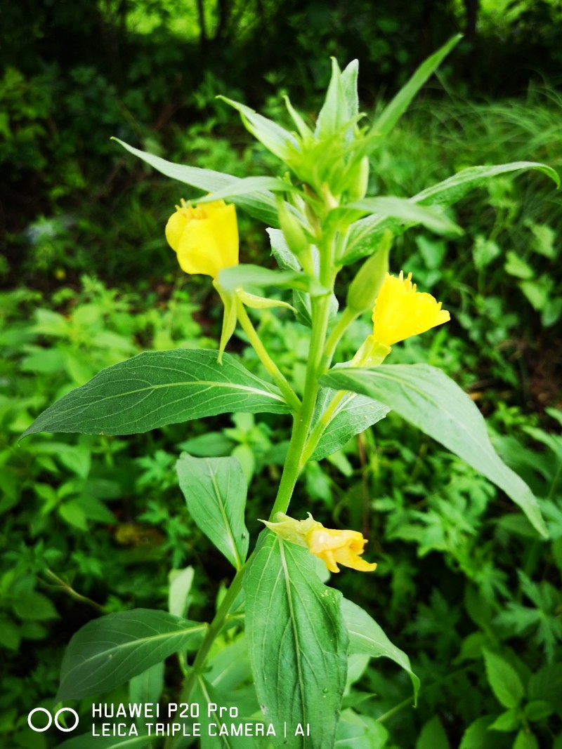 日月峡中草药1145山芝麻5