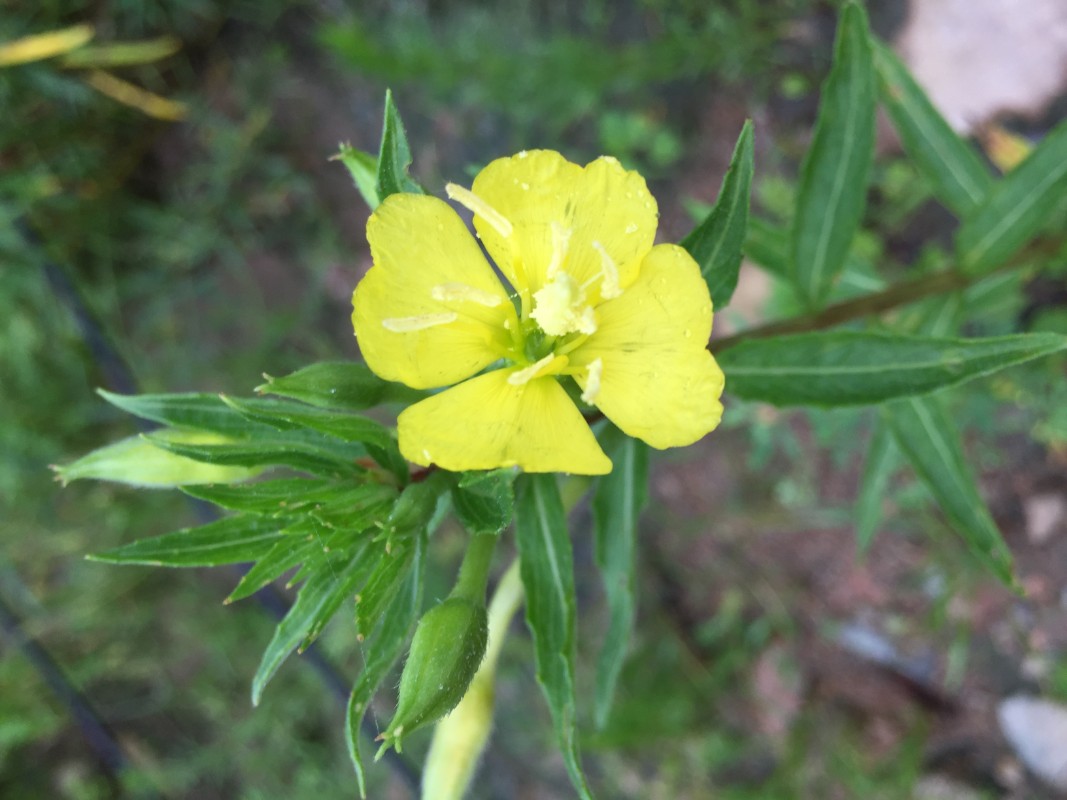 日月峡中草药(1148)--山芝麻8