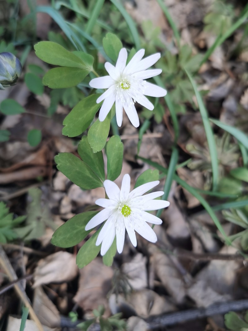 日月峡中草药(1151)--多被银莲花1