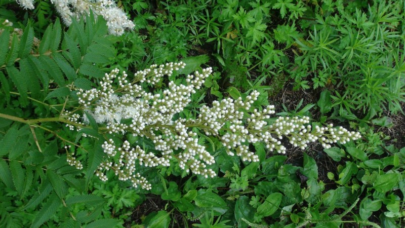DSC00289