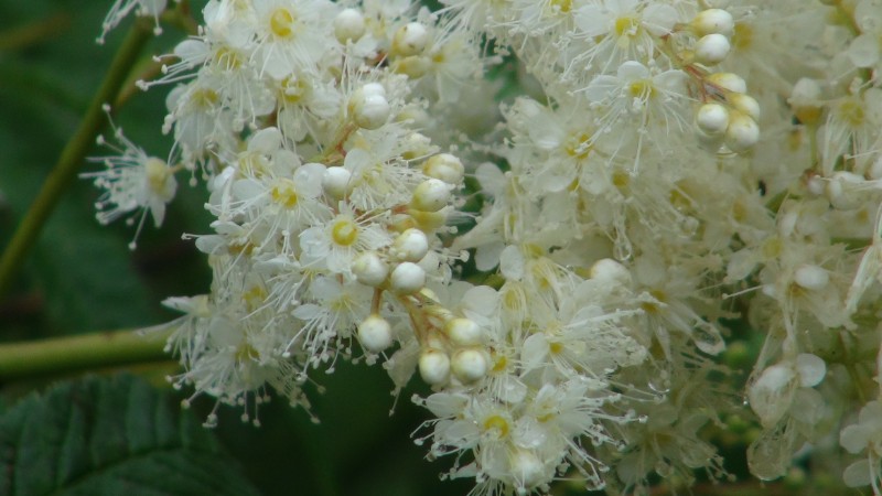 DSC00311